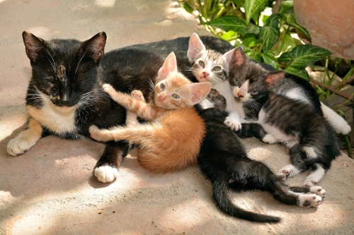 Cat and Kittens