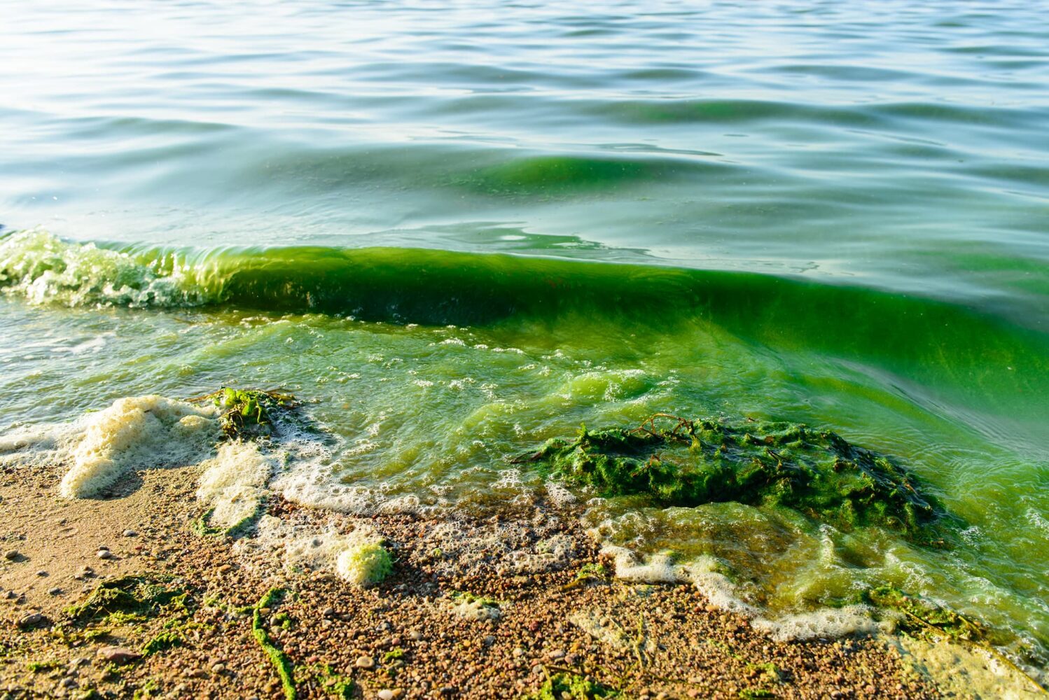 algae on a lakeshore